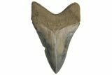 Serrated, ” Fossil Megalodon Tooth - Aurora, North Carolina #205626-1